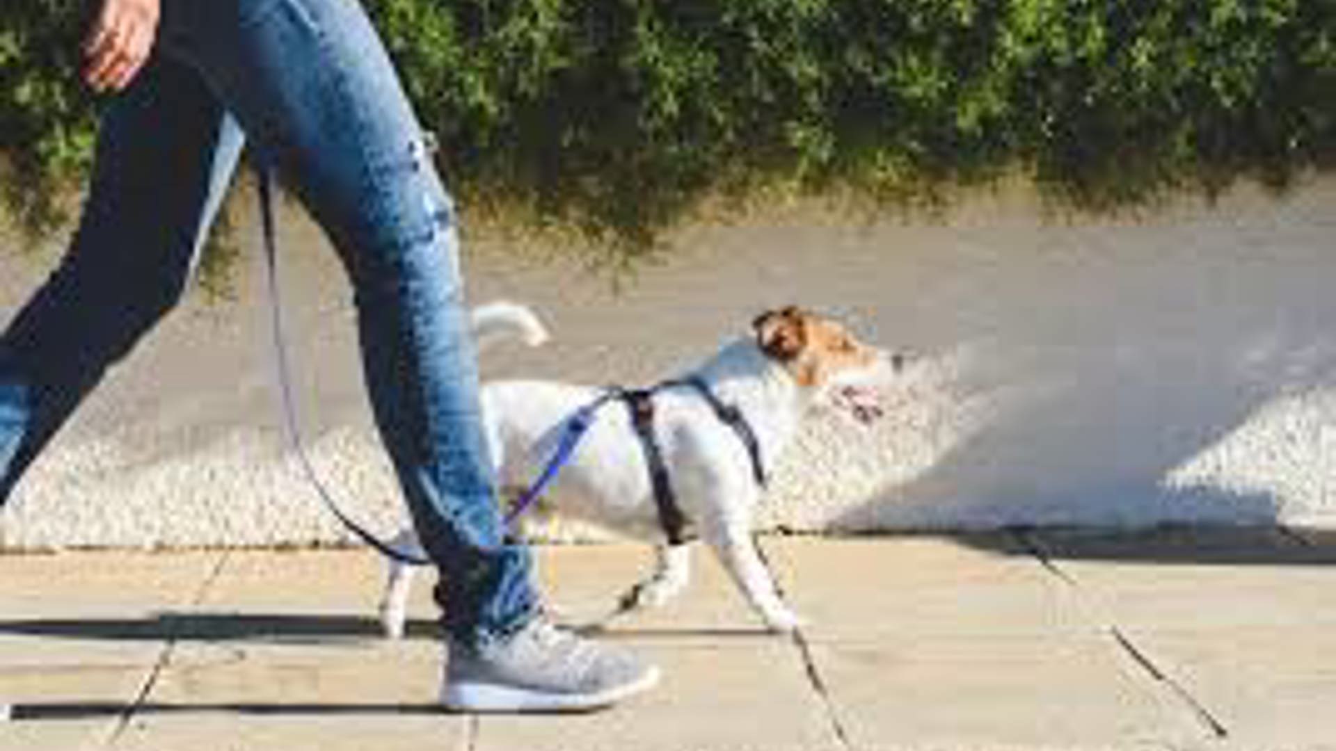 Wandelen Hond
